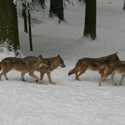 Wolfsrudel (Gehegeaufnahme) 
