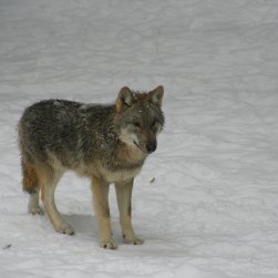 Wolfswelpe im Winter (Gehegeaufnahme)  