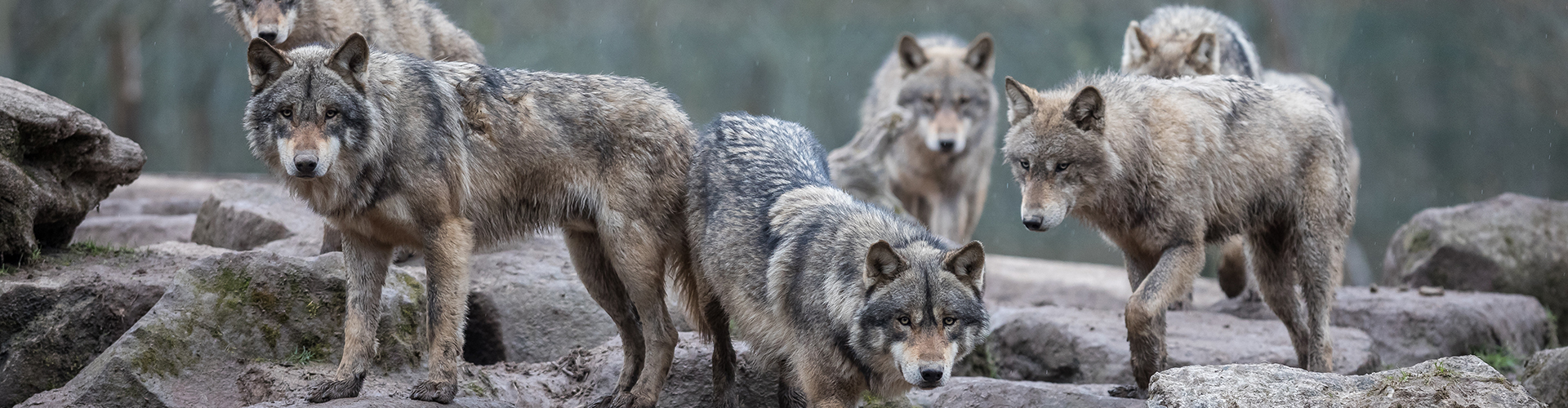 Tierschutz, Wolf, Luchs Schweiz 5